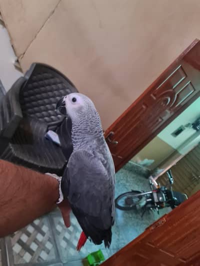 African grey tamed 2.5 months age