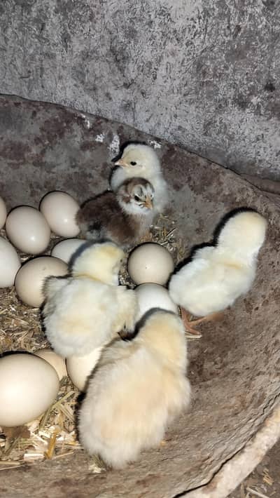 Shamoo Pkoya Aseel Eggs