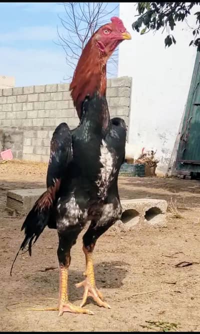 Shamoo Pkoya Aseel Eggs