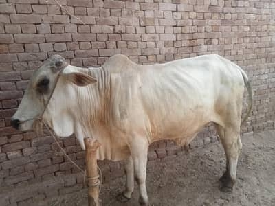 bulls for sale urgent
