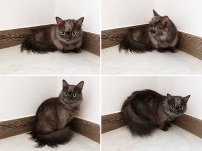 11 months old pure persian breed, grayish colour