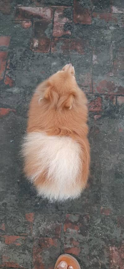Pomeranian Male available for stud