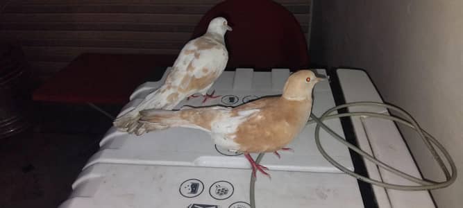 doves pair