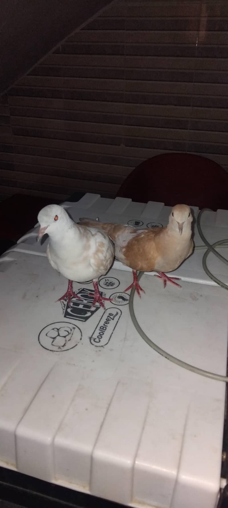 doves pair 1
