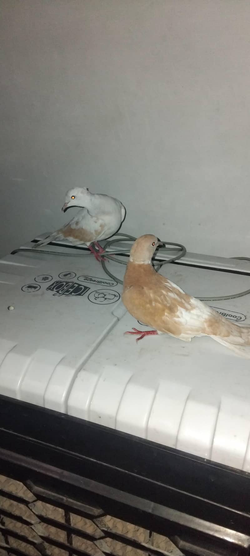 doves pair 2
