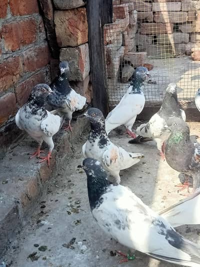 other pigeon 20 WhatsApp 03106801352