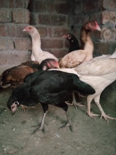 Aseel female