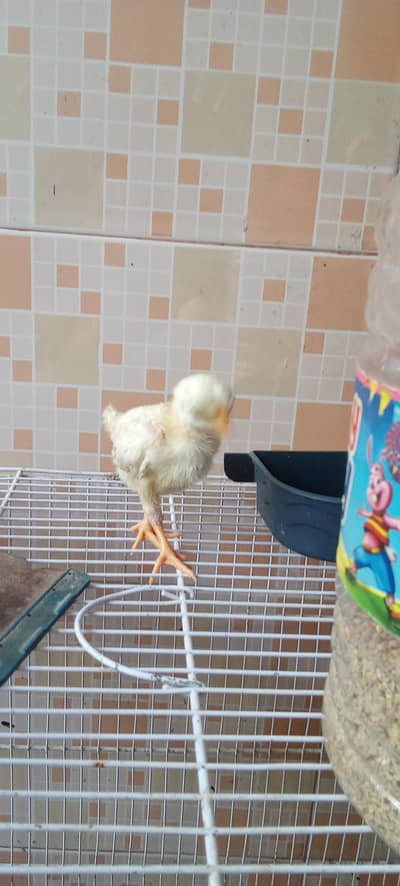 fancy breed chicks