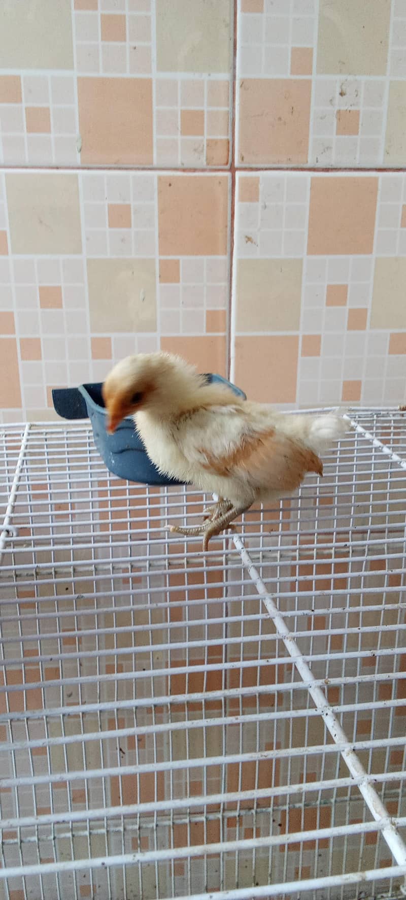 fancy breed chicks 1