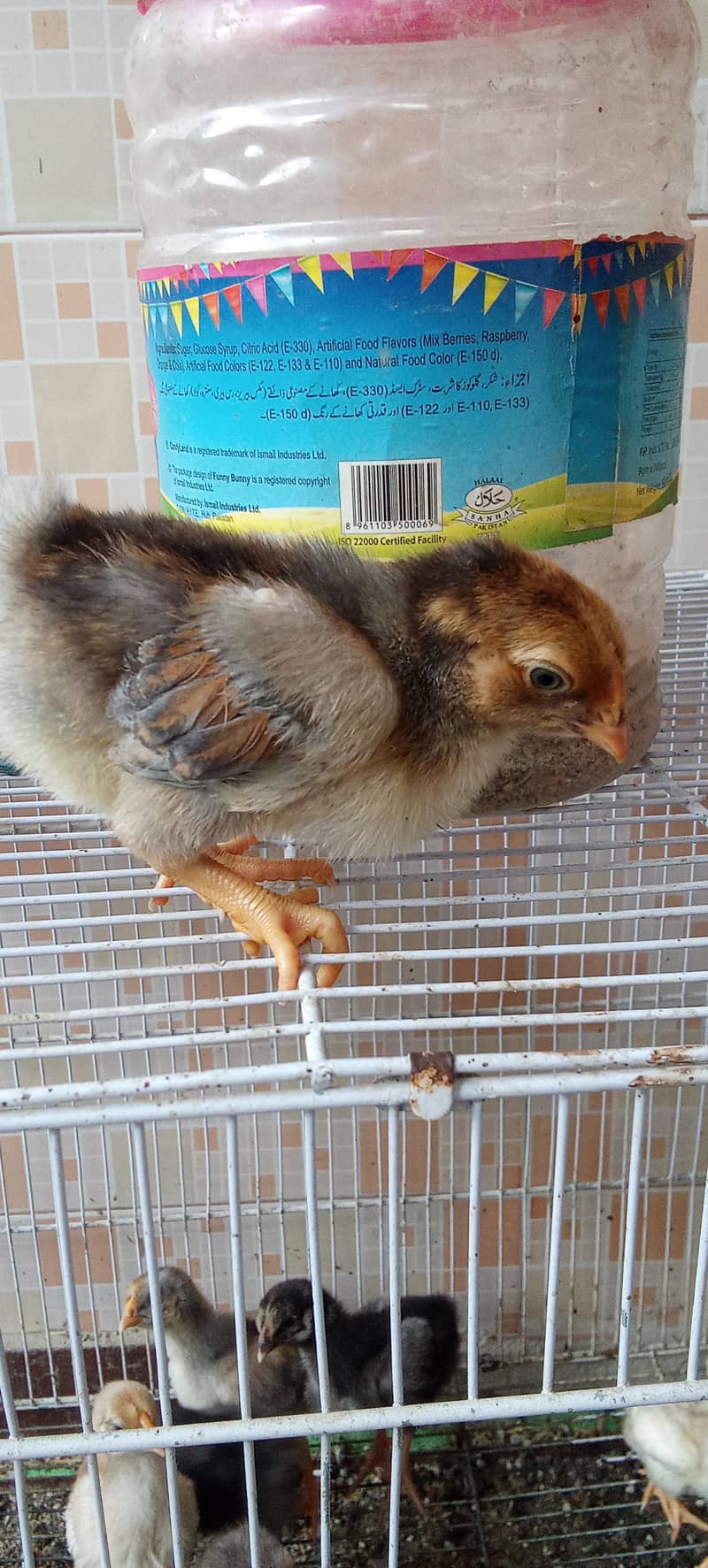 fancy breed chicks 2