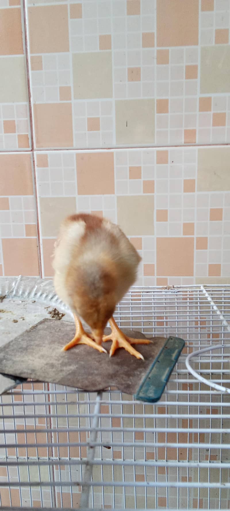 fancy breed chicks 3