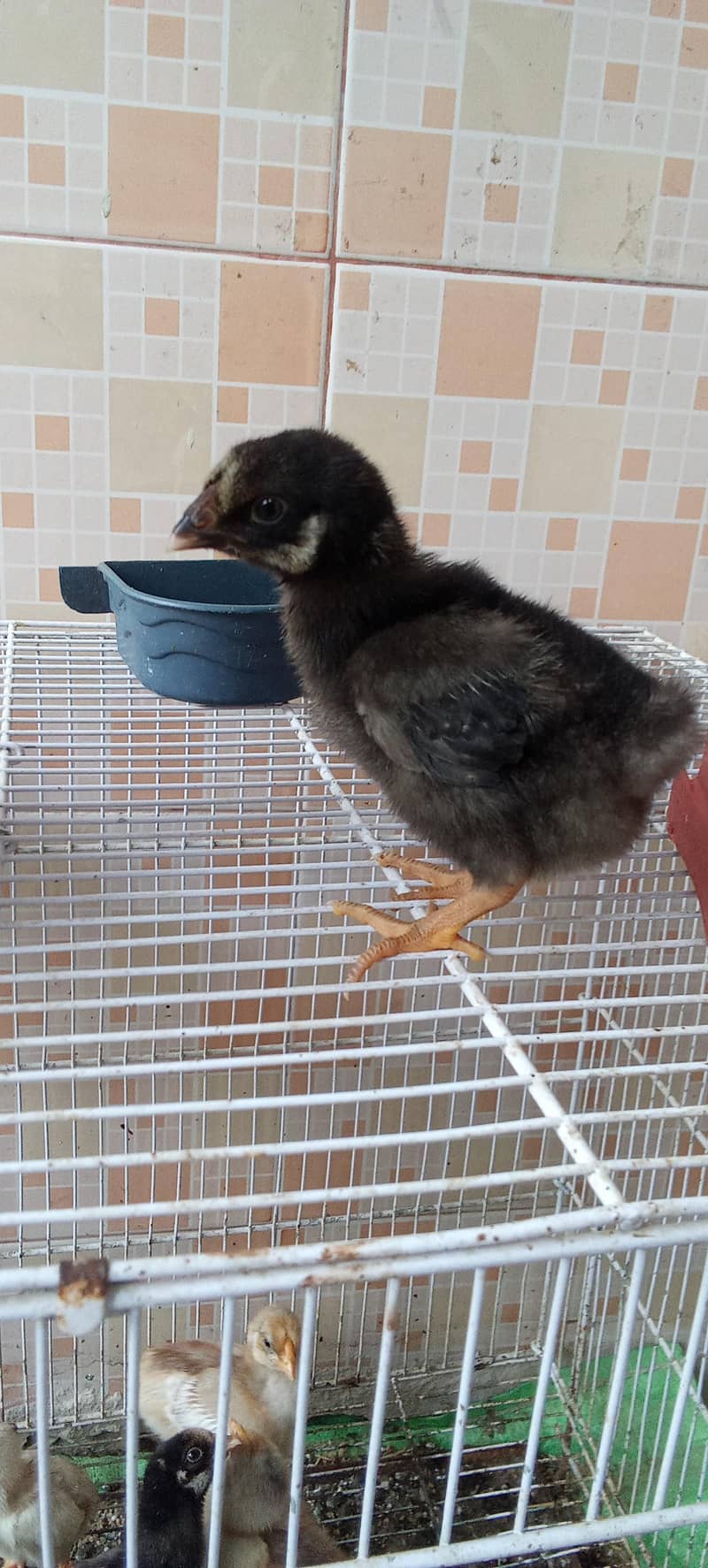 fancy breed chicks 4