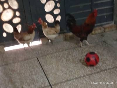 1 Misri Male And 2 Female