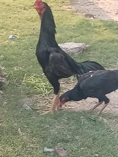black Shamo
