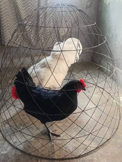 heritage Australorp | white black australorp | breeder pair |king size