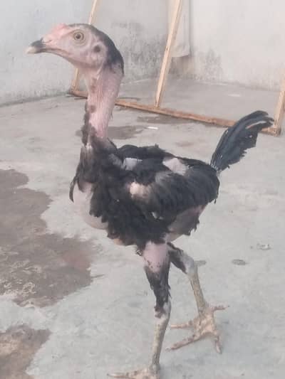 thai murga phata