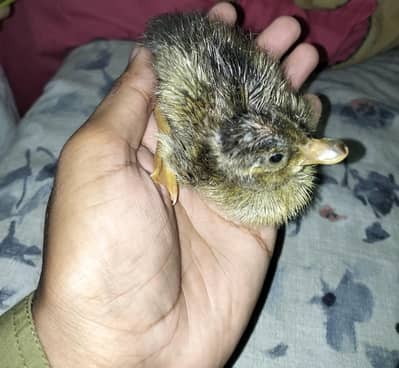 baby ducks / ducks chicks
