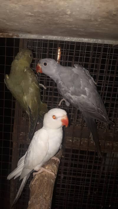 parot