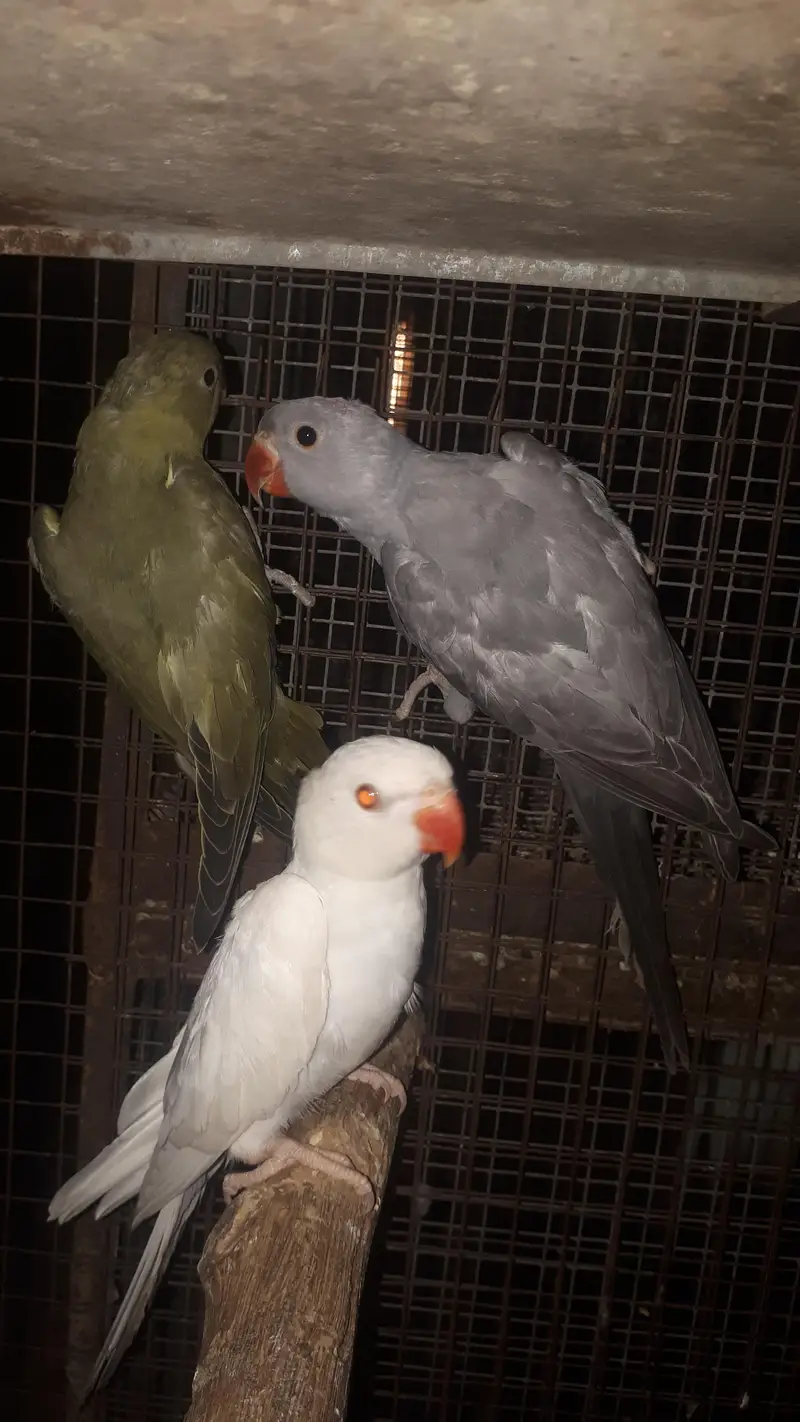 parot