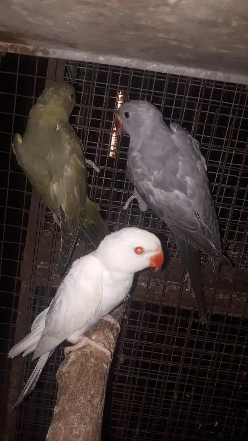 parot — photo 6