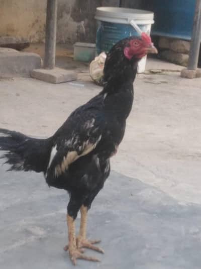 Adeel murga for sale.