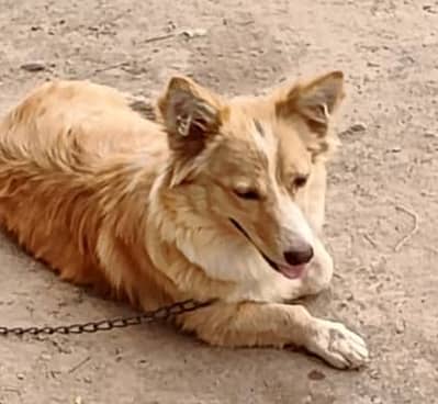 Red Russian male