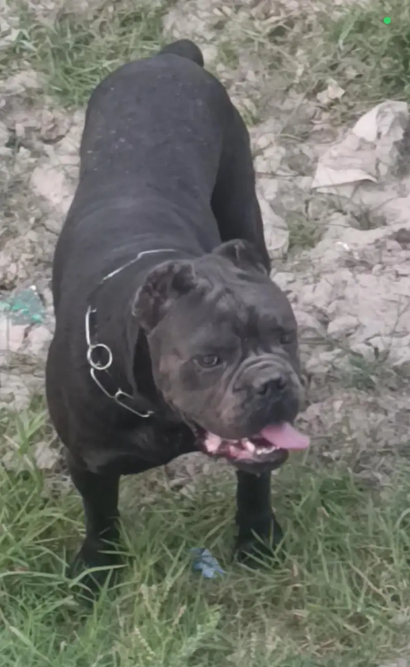 Blue Cane Corso Champion Bloodline  (Mastiff, Guard Dog, Bully) — photo 2