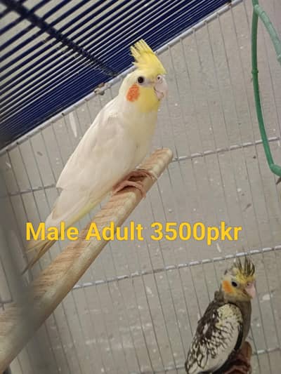 Cockatiel Parrots