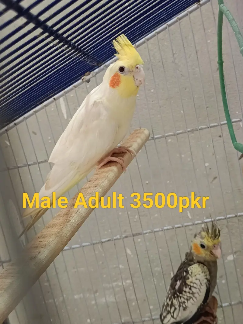 Cockatiel Parrots — photo 2