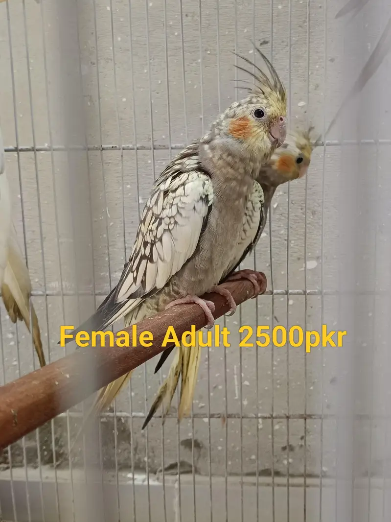 Cockatiel Parrots — photo 3