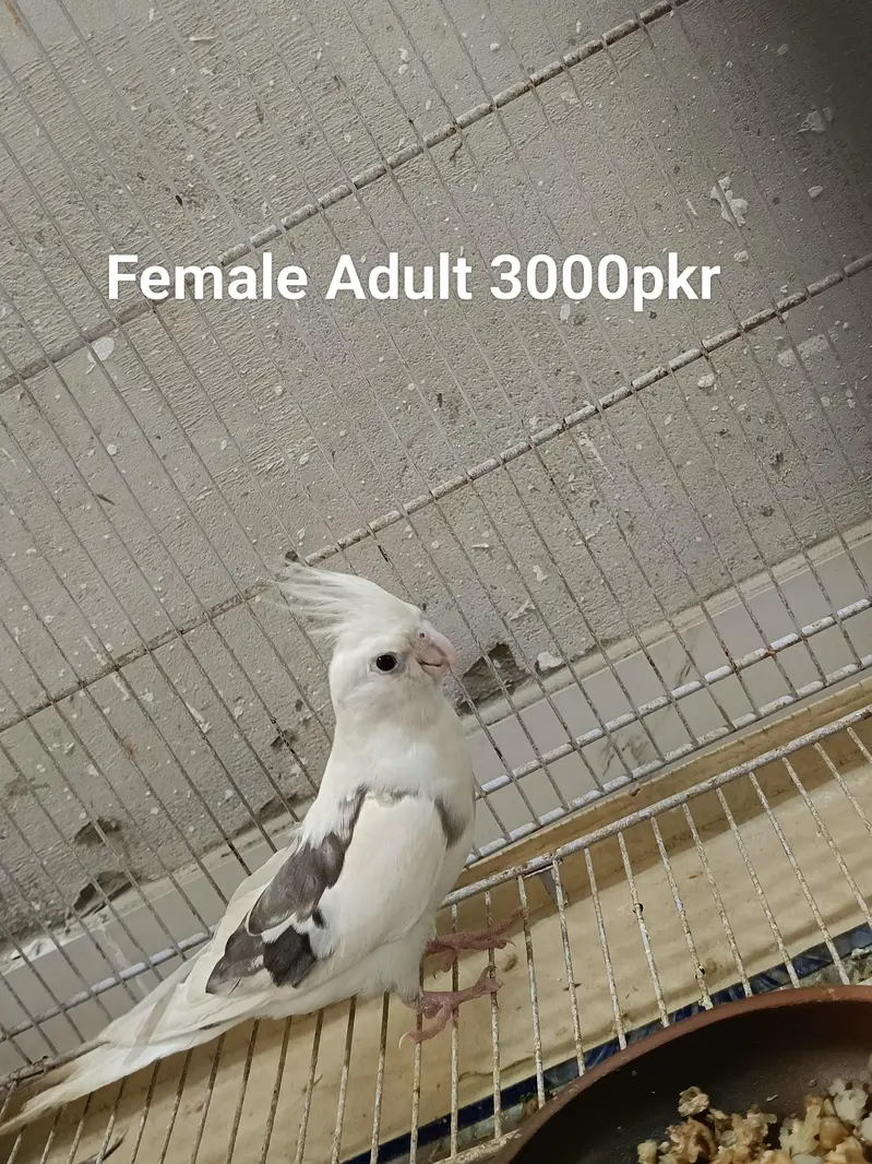Cockatiel Parrots — photo 4