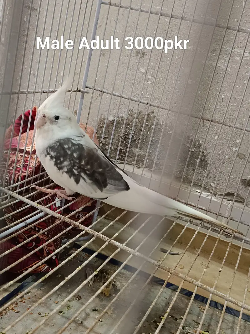 Cockatiel Parrots — photo 5
