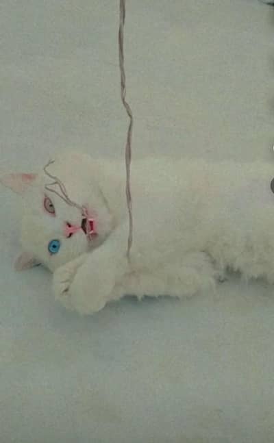 full persian male triple court breeder male