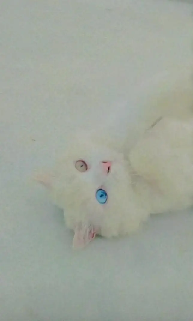full persian male triple court breeder male — photo 2