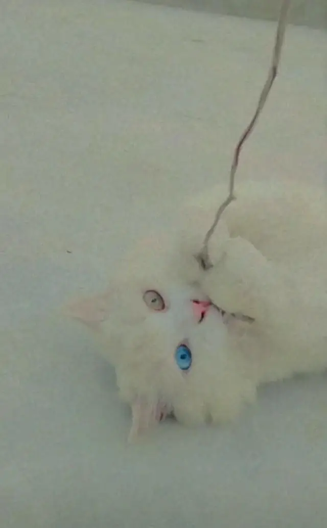 full persian male triple court breeder male — photo 3
