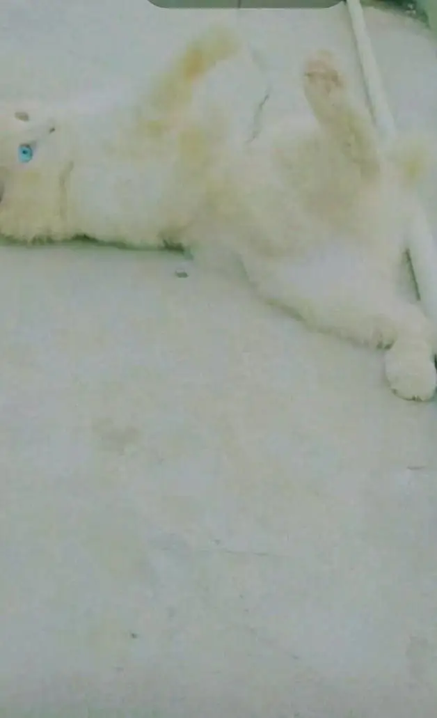 full persian male triple court breeder male — photo 4