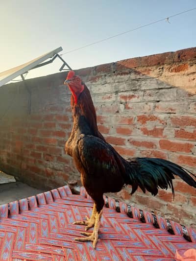 Pure Aseel Murga / Rooster urgent sale,- Healthy and Active