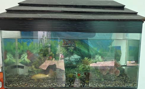 Fish Aquarium with 3 Big Fishes