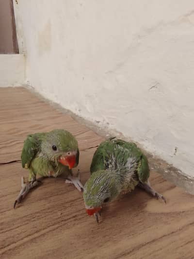 green ringnet chicks
