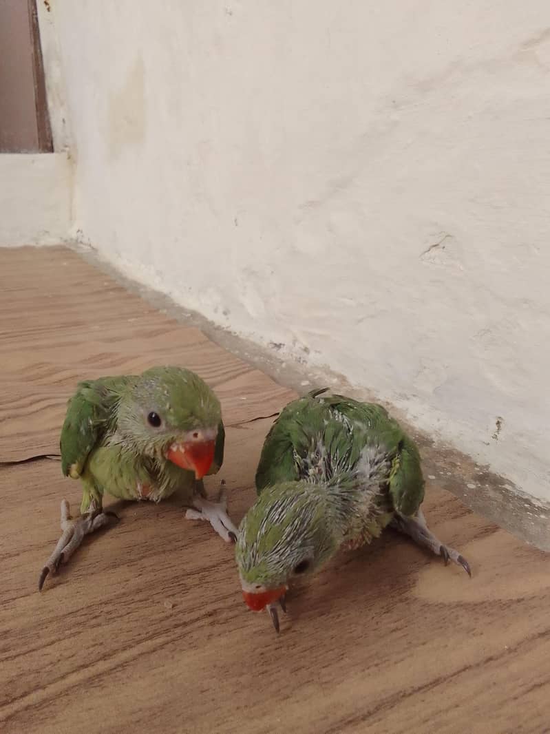 green ringnet chicks 0