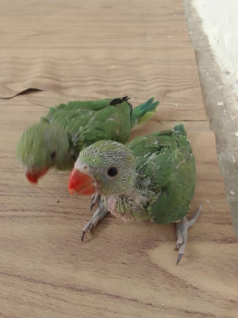 green ringnet chicks 1