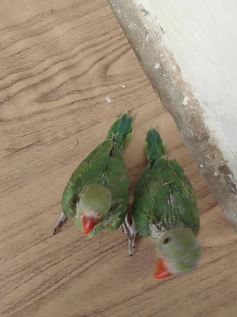 green ringnet chicks 2