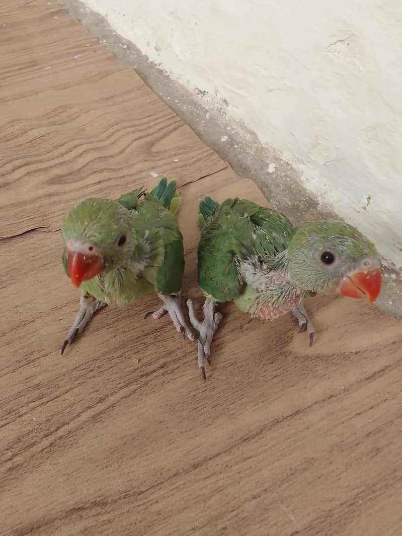green ringnet chicks 3