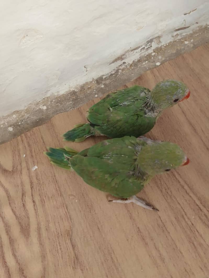 green ringnet chicks 4