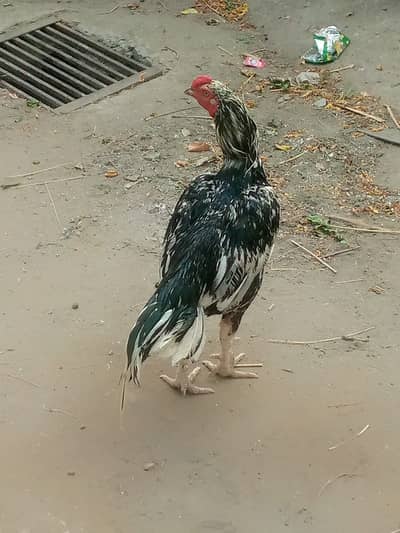 Aseel Murga For Sale