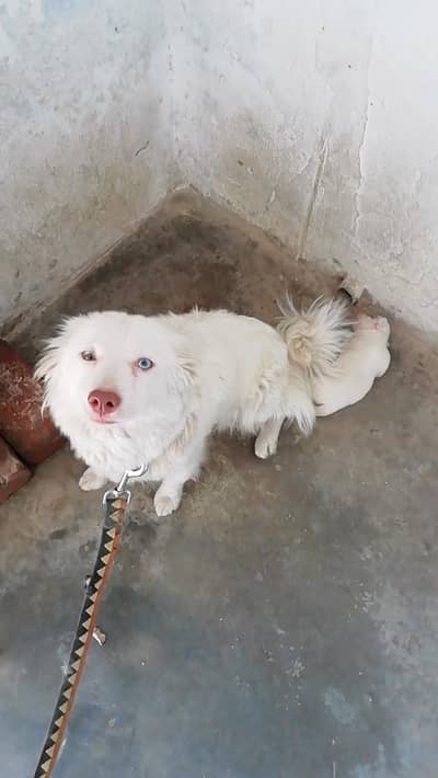 pure russian breed pink nose blue eyes