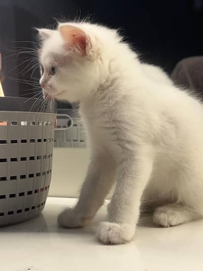 FLUFFY PERSIAN KITTEN