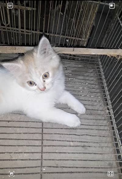 Persian beby tran
