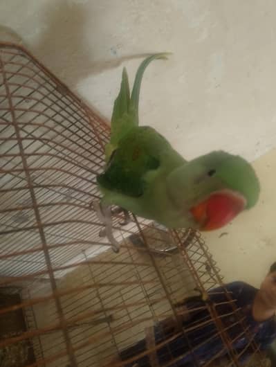 raw parrot  handtame