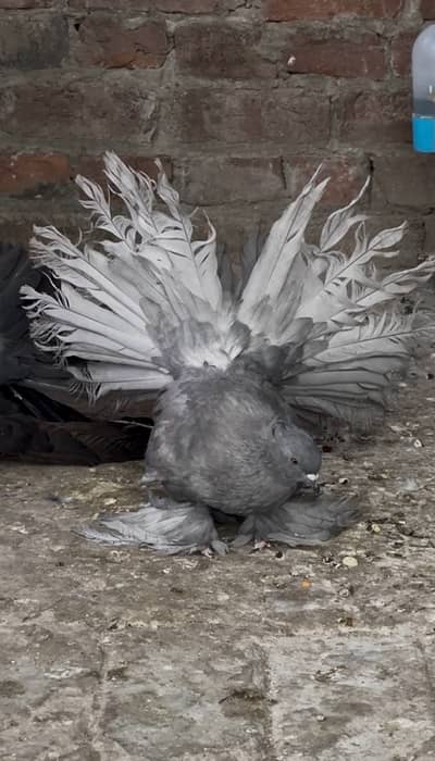 American Fantail Silver & black